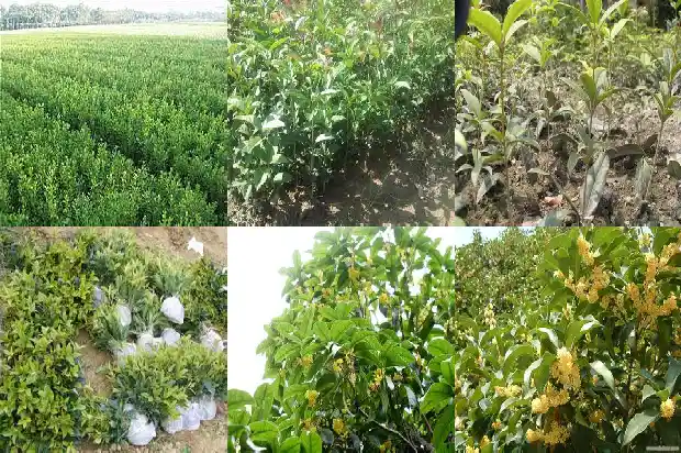 八月桂花树什么时候修剪好1689899703205
