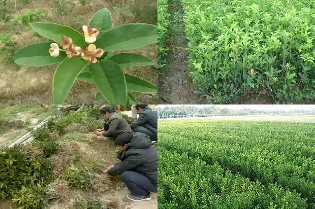 10公分桂花树挖多大坑1685578671819