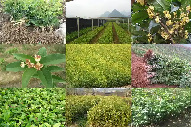 10公分桂花树挖多大坑1685578671867