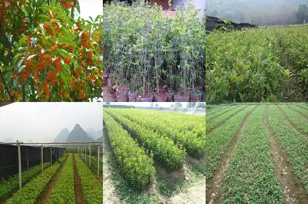 桂花树移栽技术要点是什么1685578694933