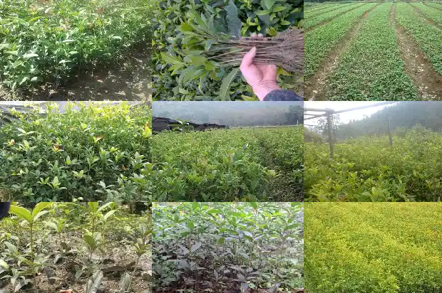 桂花树移栽技术要点是什么1685578694981