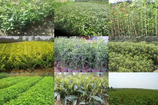 春天移栽桂花树怎么养护1685578722377