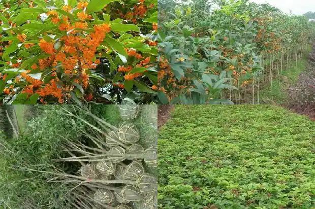 桂花树移栽注意事项和禁忌1685578756720