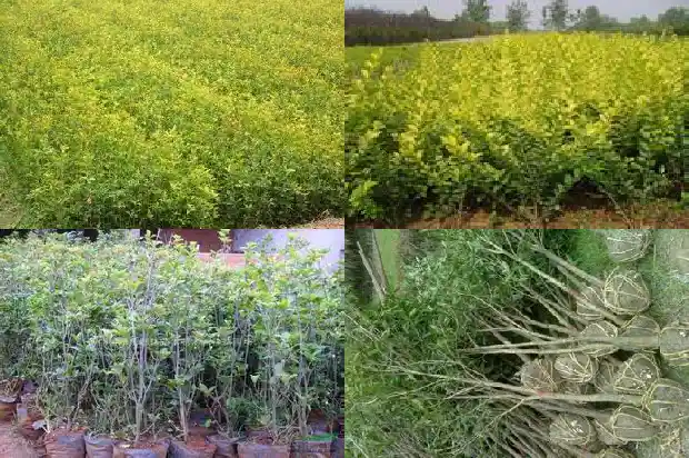 桂花树移栽注意事项和禁忌1685578756816