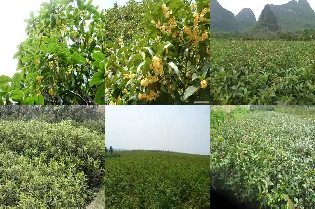 2公分桂花树不带土球能活吗1685578786472