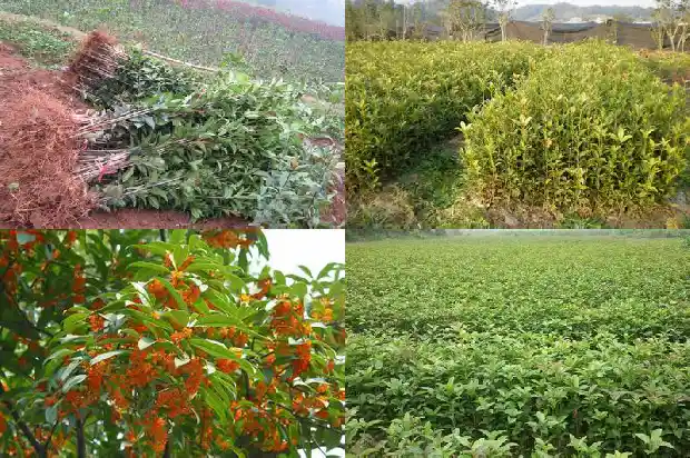 2公分桂花树不带土球能活吗1685578786520