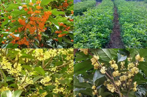 桂花树带土球移栽后几天生新根1685578868139
