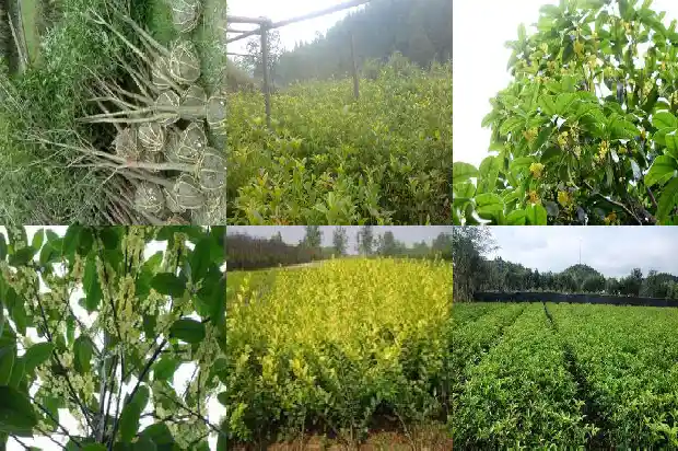 桂花树带土球移栽后几天生新根1685578868186