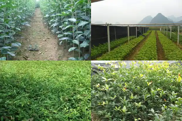 桂花树带土球移栽后几天生新根1685578868233