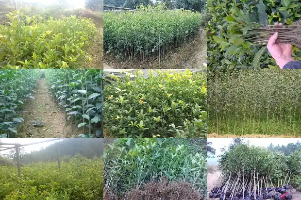 关于桂花我还想知道什么1688435957201