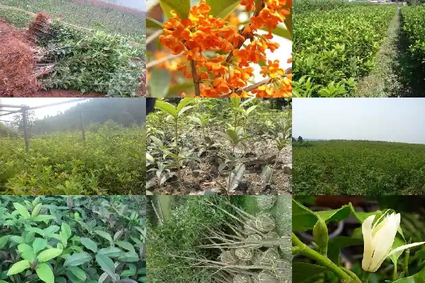 桂花9月不带土可以移栽吗1685578883952