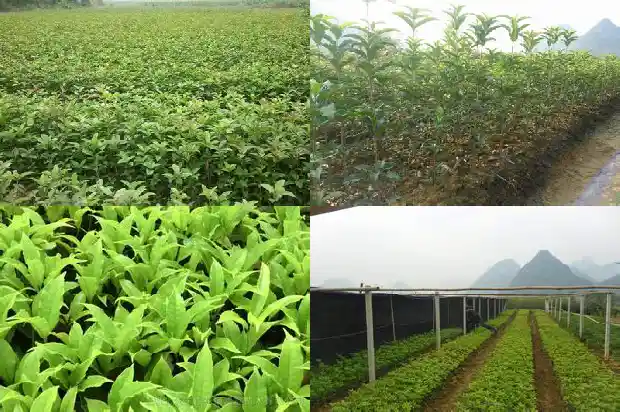 10公分桂花树的土球有多大1685578901903