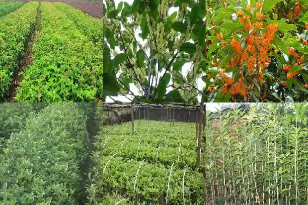 桂花树1月份移栽根部没带土1685578969256