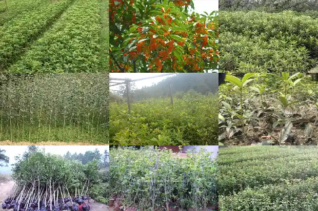桂花树1月份移栽根部没带土1685578969302