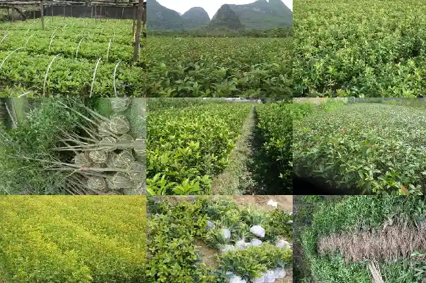 桂花树1月份移栽根部没带土1685578969350