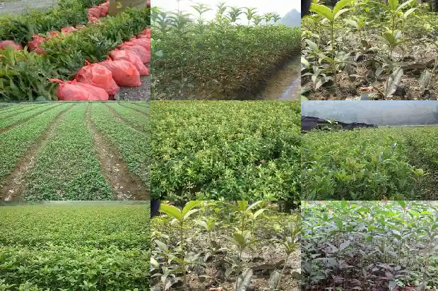 桂花泡茶做法1689577172572
