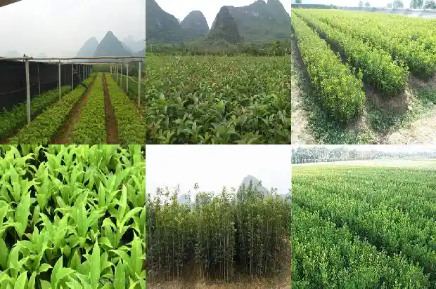 桂花树移栽用什么土1685578991148