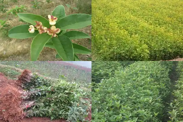 桂花树移栽用什么土1685578991196