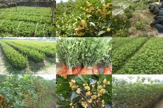栽桂花树用什么土1685579010276