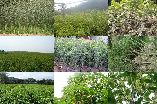 栽桂花树用什么土1685579010324