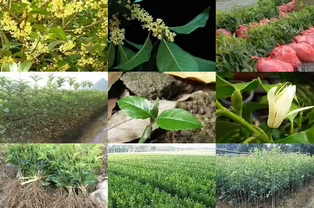 桂花树用什么泥土养最好1685579034334