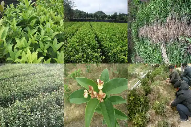 桂花树用什么泥土养最好1685579034380