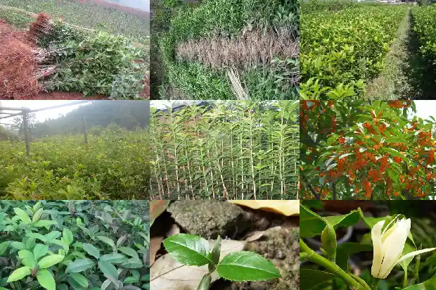 桂花树用什么泥土养最好1685579034427