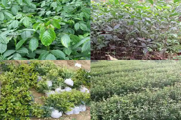 桂花树用什么泥土养最好1685579034475