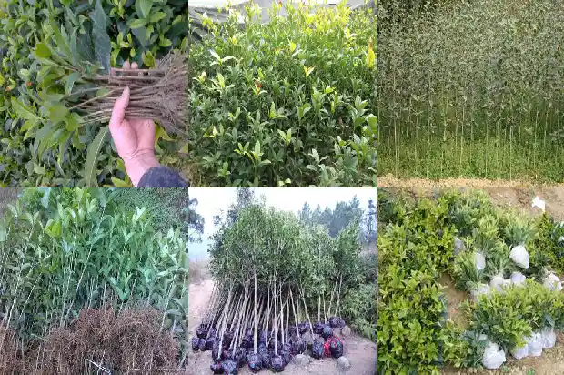 桂花楠木怎么样养护和修剪1688436049744