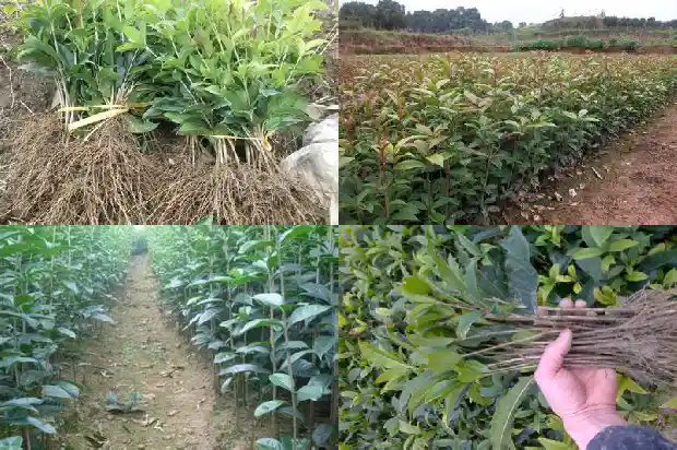 桂花树喜欢沙土吗1685579058655
