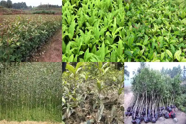 喝蜂蜜桂花茶的作用与功效1689381493378