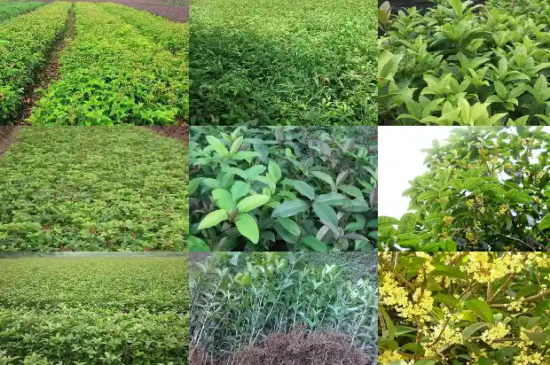 桂花树盆栽用什么土好1685579080077
