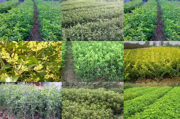 桂花树盆栽用什么土好1685579080125
