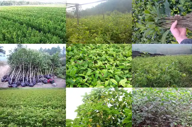 桂花树盆栽用什么土好1685579080172