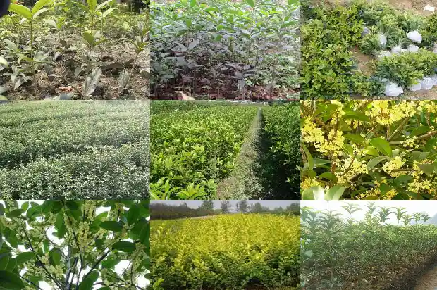 栽种桂花树用什么土1685579097126