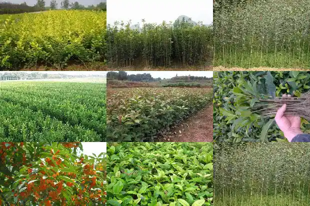 栽种桂花树用什么土1685579097174