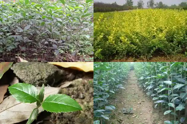 种植桂花树用什么土好1685579116896