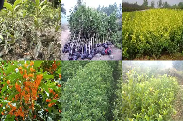 1公分桂花苗养多大1685579173866