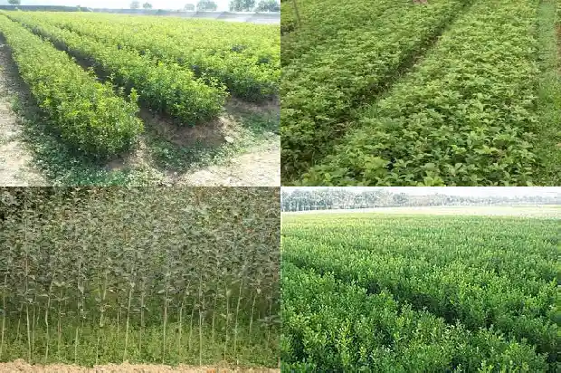 哪里卖桂花树苗便宜又好呢1685579208322