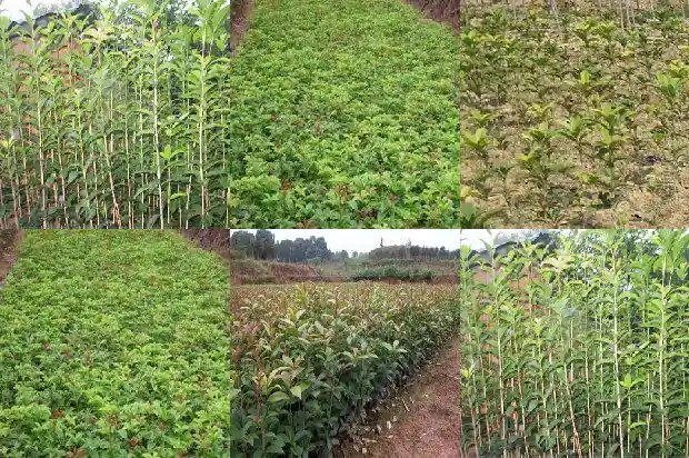 哪里可以卖桂花树苗呢1685579230117