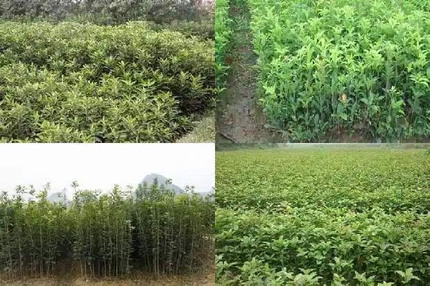 哪里可以卖桂花树苗呢1685579230164