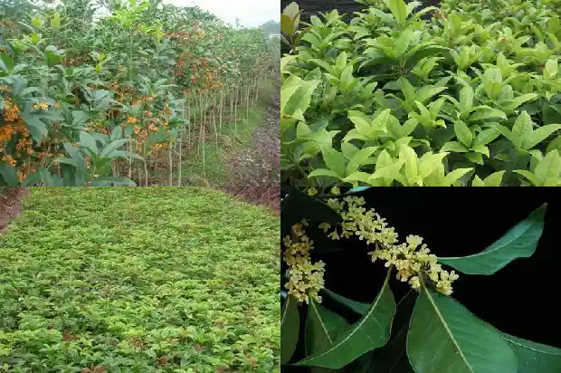 哪里可以卖桂花树苗呢1685579230211