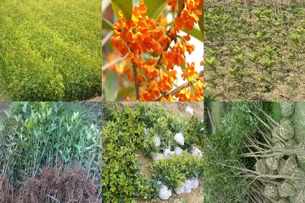 哪里可以卖桂花树叶子呢1685579247200