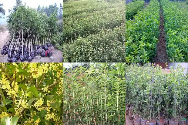 哪里桂花树苗批发最便宜又好卖1685579271372