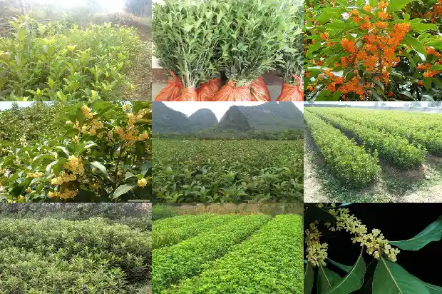 哪里桂花树苗批发便宜些呢1685579291160