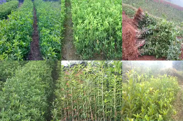 哪里桂花树苗批发便宜些呢1685579291206