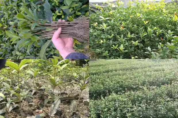 哪里桂花树苗批发市场最大的呢1685579310850