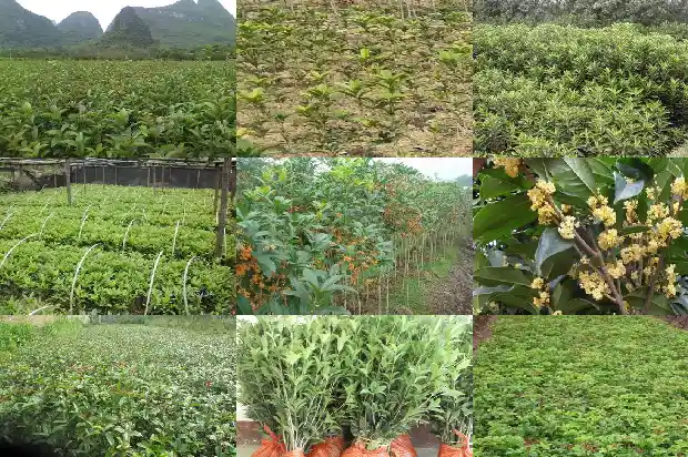 哪里桂花树苗批发市场最大的呢1685579310897