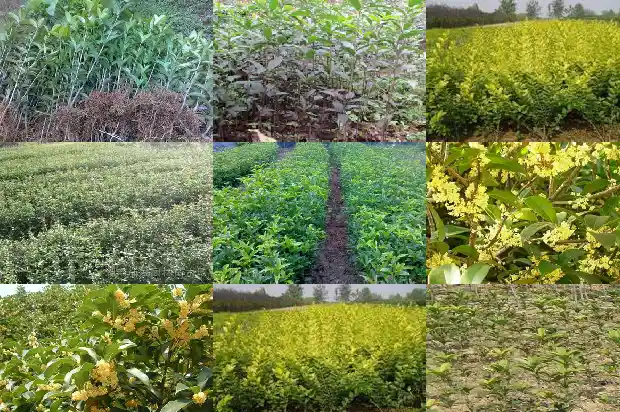 桂花可以和蒲公英一起泡水喝吗孕妇1689577145099