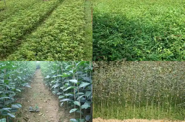 桂花的宣传语怎么写1685579418843